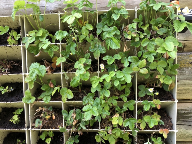 Vertikalioji žemdirbystė: nuo vasaros nuotykio iki stabilių pajamų